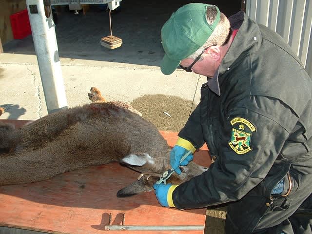 Biological Deer Check Stations are Open this Weekend in Vermont
