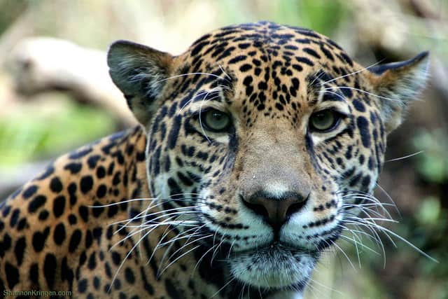 Game and Fish Confirms Report of Jaguar in Southern Arizona