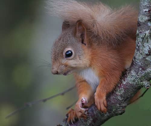 Endangered Mount Graham Red Squirrel Numbers Increase in Arizona