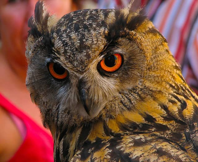 Go on the Prowl for Owls During Nature Hikes at Five Michigan State Parks