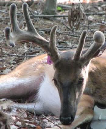 Spike on One Side (SOOS) Bucks Requested in Alabama