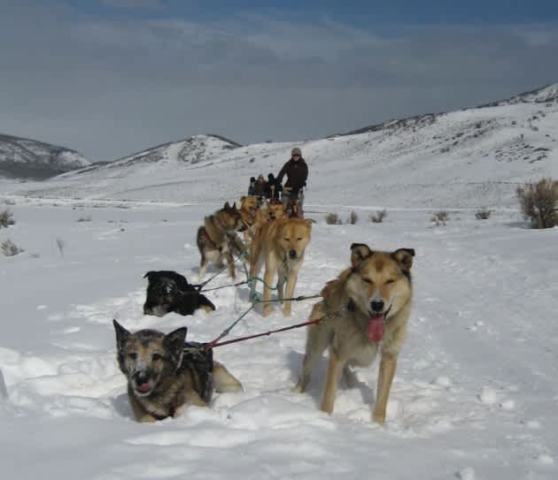 Stagecoach State Park in Colorado Seeks Volunteers for Dog Sled Race