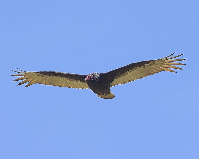 Colorado’s Barr Lake State Park Presents a Live Turkey Vulture