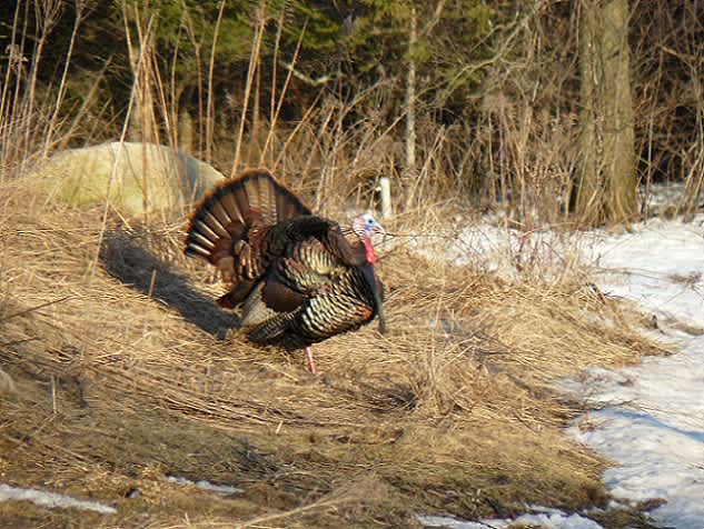The Wild Turkey Contributed to Thanksgiving in Vermont