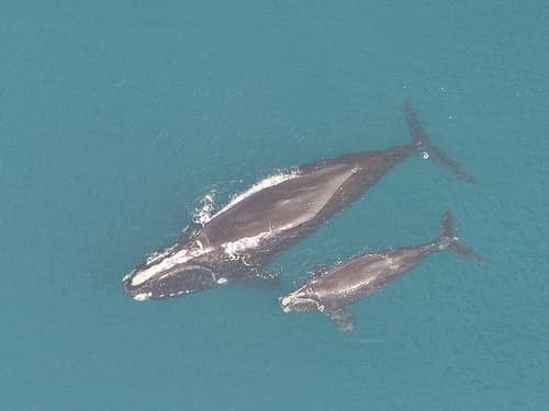 As Right Whales Return to Georgia, Researchers Keep Watch