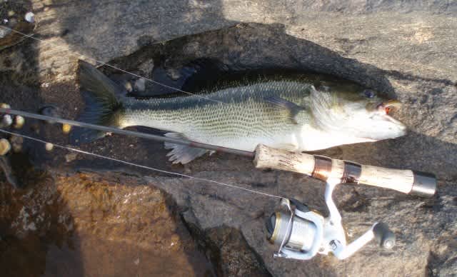 Those Darn Spots: Fishing for Late Fall and Winter Spotted Bass