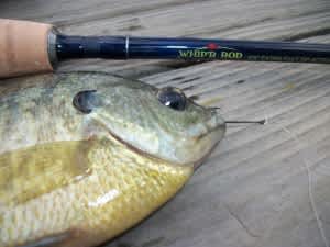 Whip'R Panfish Rod