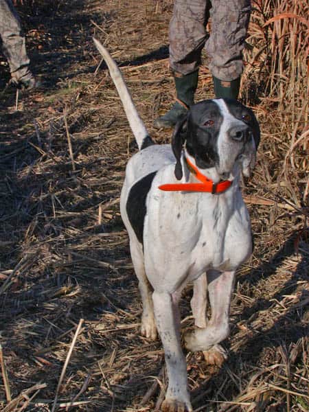 The Greatest Hunting Dog That Ever Lived