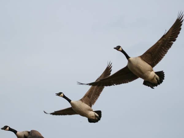 Secrets to Hunting Geese: Part Three
