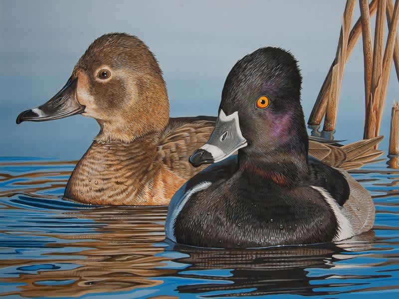 Alabama Artists Invited to Enter the 2012 Waterfowl Stamp Art Contest