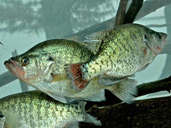 Best Fall and Winter Fishing: Tennessee, Oklahoma and Missouri