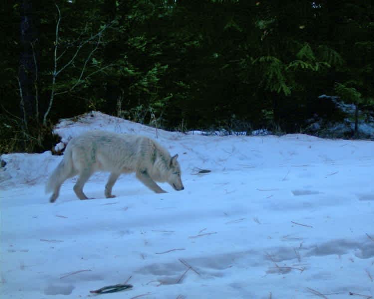Oregon’s Wenaha Wolf Pack has Pup
