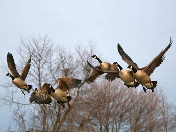 Secrets to Hunting Geese: Part Two