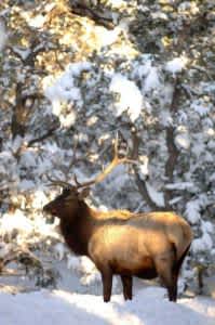 Arizona Sets Permit Numbers for 2012 Elk and Pronghorn Seasons