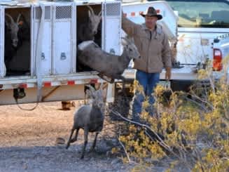 Peoples Canyon in Arizona Receives Influx of Bighorn Sheep