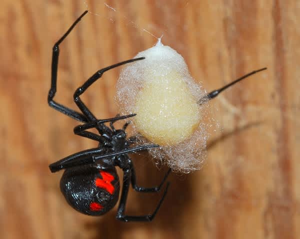 Spiders in Alabama Pose Little Threat