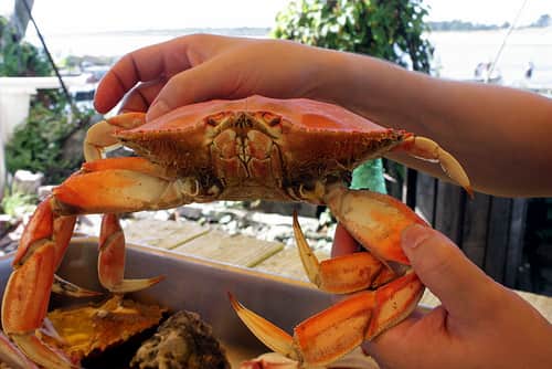 Dungeness Crab Season Opens Dec. 15 Along Most of Oregon’s Coast