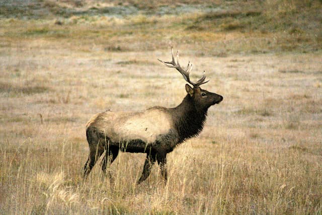 First-Time Colorado Elk Hunt
