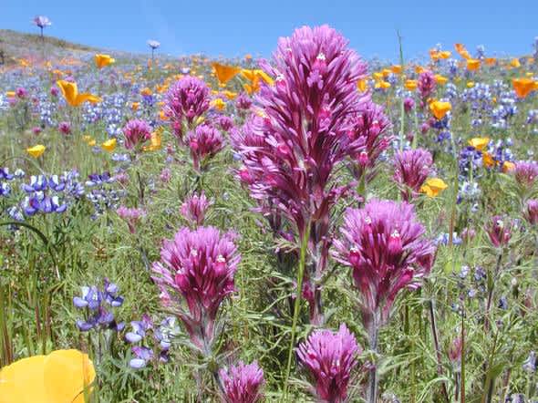 California DFG Offers Wildflower Tours of North Table Mountain Ecological Reserve
