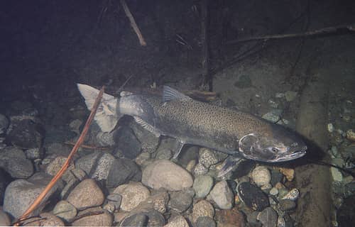 Oregon Fishery Managers Predict 83,000 Willamette River Spring Chinook for 2012