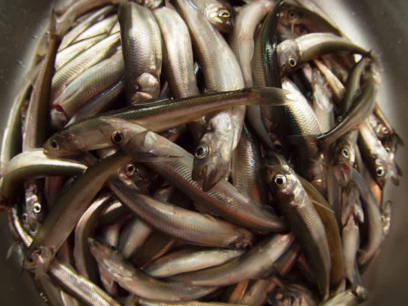 Bait with Bite: Anglers Eating Smelt
