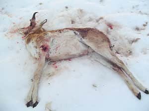 Two Antelope Shot and Left to Rot in New Mexico, DGF Seeking Information
