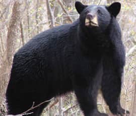 Week Long Bear Hunt Begins in Northwest New Jersey