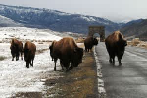 Montana Poised to Approve the Return of 68 Bison to Tribal Lands