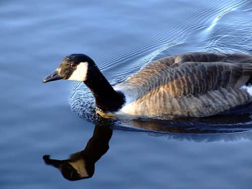 February Canada Goose Season to Continue in Indiana