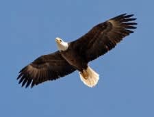 Outdoor Recreationists Asked to Help Bald Eagles During Breeding Season