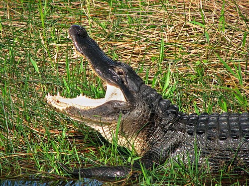 Louisiana Commercial Alligator Hunter Fined