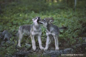 Great Lakes Wolves Successfully Recovered Under Endangered Species Act