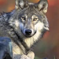 Salazar Announces Recovery of Gray Wolves in the Western Great Lakes, Removal from Threatened and Endangered Species List