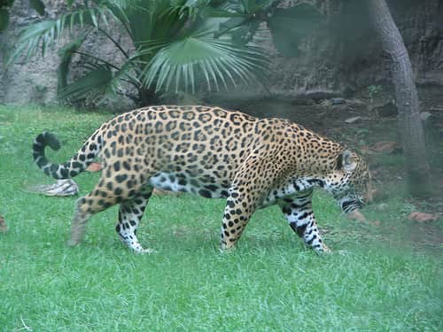 Increased Prevalence of Jaguars in Arizona