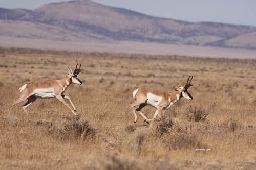 2012 Arizona Pronghorn, Elk Hunt Draw Booklet is Now Online