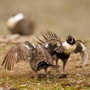 Conservationists Optimistic About New Sage-Grouse Conservation Strategy