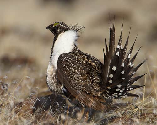 Sage Grouse Conservation also Helps Mule Deer Migration Routes, Study Finds