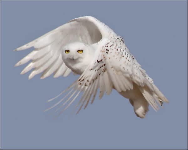 Snowy Owl Sightings Snowball in the Lower 48