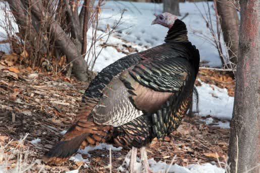 Apply for a Utah Turkey Hunting Permit Starting Dec. 7