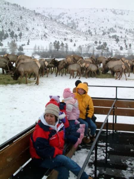 Have Fun, See Wild Elk During the Utah Elk Festival
