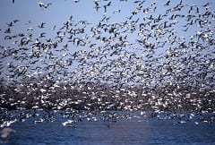Ballard Wildlife Management Area in Kentucky Reopens for Waterfowl Hunting