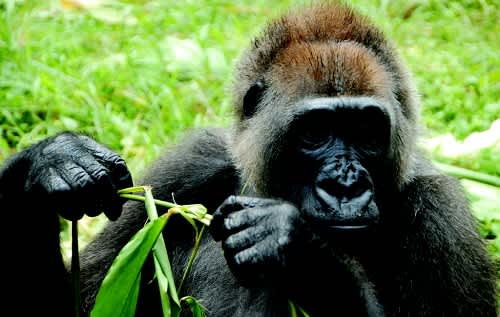 Satellite Study Reveals Critical Habitat and Corridors for World’s Rarest Gorilla