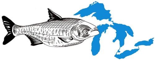Video: Report Suggests Dividing Mississippi River and Great Lakes to Stop Asian Carp Invasion