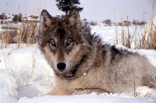 Wolf Removed From Endangered Species List in Western Great Lakes