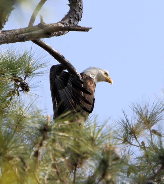 U.S. Fish and Wildlife Service Investigates Kansas Bald Eagle Shooting