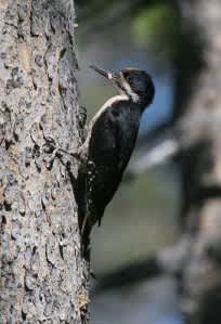 California DFG Invites Public Comment Related to Black-backed Woodpeck