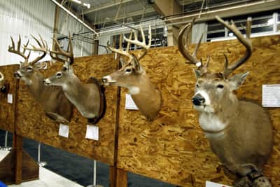 Bring Your Best buck to the NRA Mason/Dixon Big Buck Contest