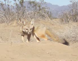 California DFG Investigates First Cases of Canine Distemper in Wild Desert Kit Foxes