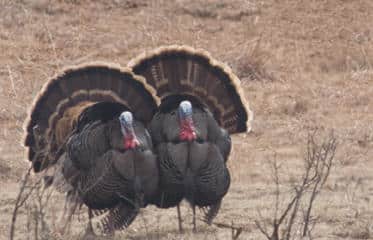 Kansas 2012 Spring Turkey Permits Available Online