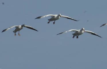 January and February Offer Great Hunting Opportunities for Kansans